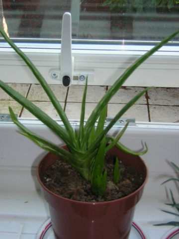 Aloe Vera, sunbathing