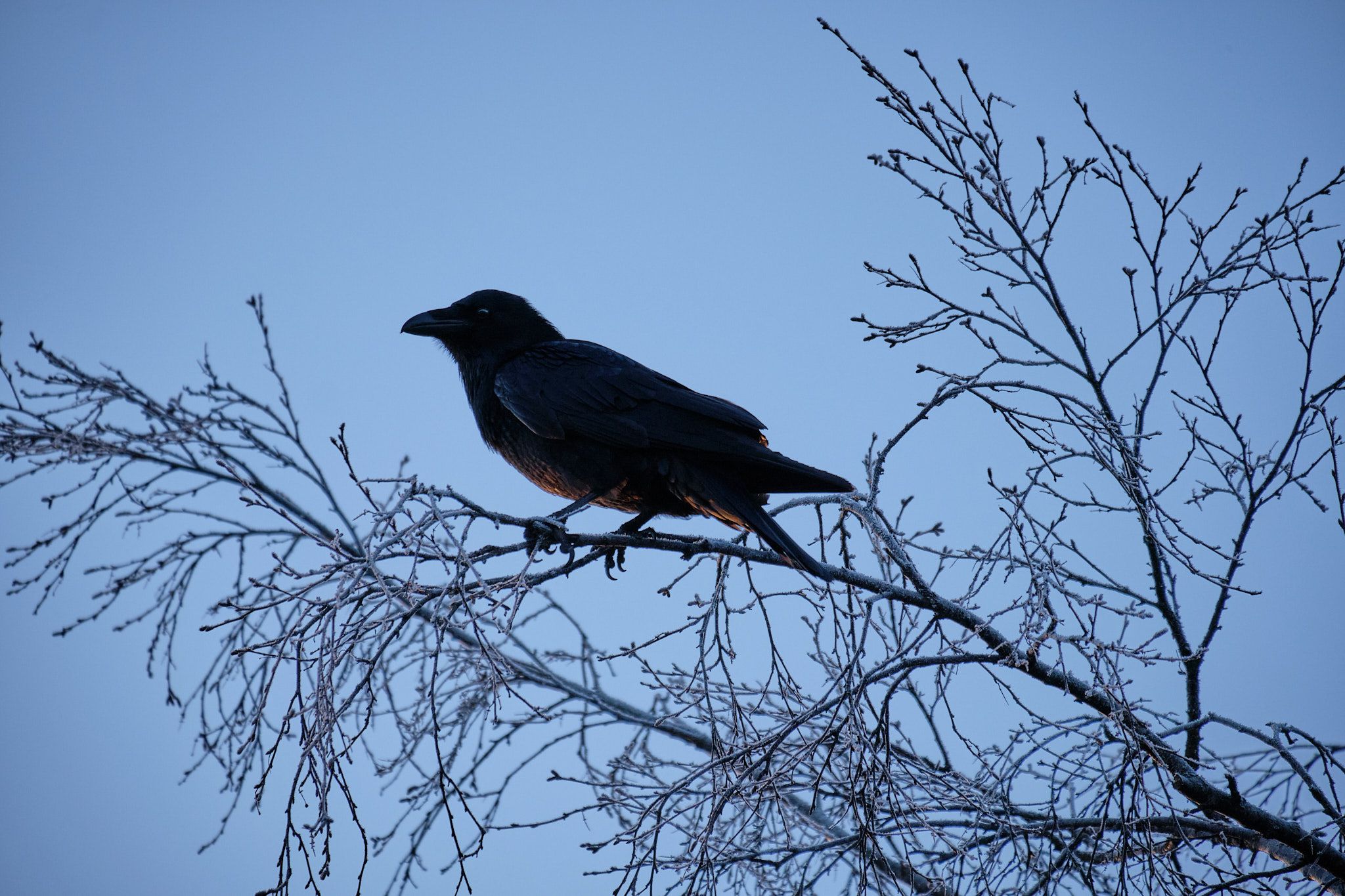 a one-man conspiracy